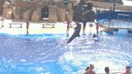 Marineland 3